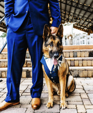 Illustration de l'article : Pour rendre hommage à cet ancien chien militaire condamné par la maladie, son maître le désigne comme témoin à son mariage (vidéo)