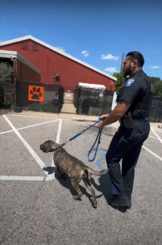 Illustration de l'article : Sauvée de la canicule et de l'errance par des policiers, une chienne écrit une nouvelle page de sa vie en famille d'accueil