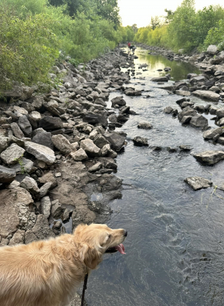 Illustration de l'article : Une policière fait appel à son Golden Retriever pour gagner la confiance d'une fillette en fugue