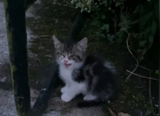 Illustration de l'article : Un chaton souffrant s'approche d'une maison et attire l'attention de la maîtresse des lieux qui passe en mode maman (vidéo)