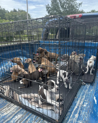 Illustration de l'article : Abandonnés devant une épicerie, 16 chiots couverts de puces et de cicatrices ouvrent un chapitre placé sous le signe de l'espoir