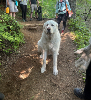 Illustration de l'article : Un chien de montagne des Pyrénées secouru par plusieurs équipes de sauvetage après s'être blessé aux pattes lors d'une randonnée avec ses maîtres