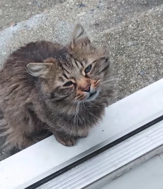 Illustration de l'article : La nouvelle vie de Yuri, chat ayant rompu avec l'errance après avoir arpenté les jardins du quartier pendant des mois