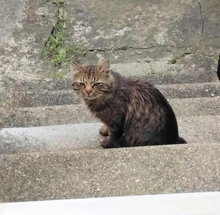 Illustration de l'article : La nouvelle vie de Yuri, chat ayant rompu avec l'errance après avoir arpenté les jardins du quartier pendant des mois