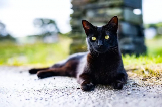 Illustration de l'article : Un chat espiègle fait semblant d'être perdu pour recevoir des câlins et des friandises (vidéo)