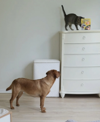 Illustration de l'article : Un chat et un chien unissent leurs forces pour voler des friandises (vidéo)