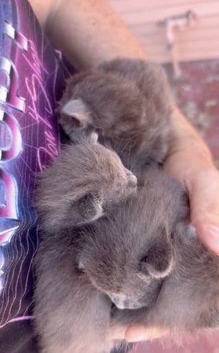 Illustration de l'article : Des chatons trouvés dans une boîte en carton au milieu des déchets trouvent bonheur et sécurité au sein d’une famille aimante (vidéo)