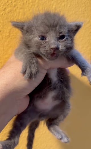 Illustration de l'article : Des chatons trouvés dans une boîte en carton au milieu des déchets trouvent bonheur et sécurité au sein d’une famille aimante (vidéo)