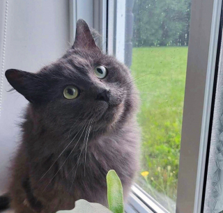 Illustration de l'article : En quête de nourriture, ce chat errant s'invite sur la terrasse d'une femme qui lui offre une chance de connaître le bonheur