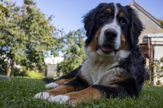 Illustration de l'article : Un homme interdit à sa sœur d’assister à son mariage, car elle veut amener son chien 