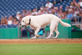 Illustration de l'article : Après 6 ans de bons et loyaux services, cette femelle Labrador ramasseuse de batte de baseball prend une retraite bien méritée (vidéo)