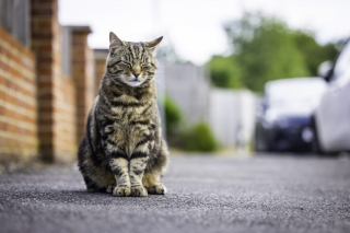 Illustration de l'article : Ce chat amical s’est donné pour mission d’accueillir les clients du magasin de son village (vidéo)