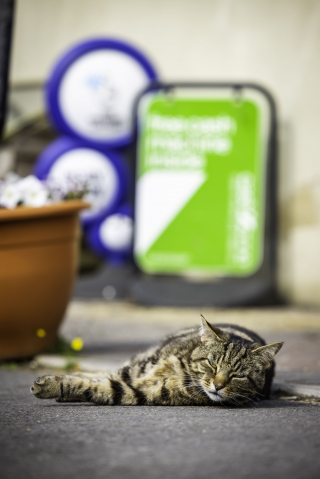 Illustration de l'article : Ce chat amical s’est donné pour mission d’accueillir les clients du magasin de son village (vidéo)