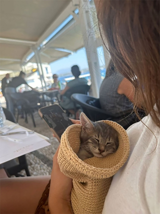 Illustration de l'article : Une jeune touriste se jette à l'eau pour sauver un chaton et lui permet de connaître le bonheur de la vie de famille (vidéo)