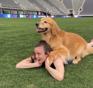 Illustration de l'article : Une visite surprise de chiens thérapeutiques aide une équipe olympique féminine de football à se relaxer (vidéo)