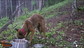 Illustration de l'article : Après 2 semaines de recherches intensives, un bon samaritain déterminé réussi à sauver un chien perdu dans les montagnes (vidéo)