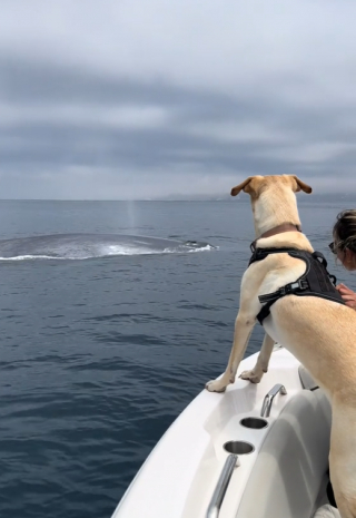 Illustration de l'article : Les images époustouflantes d’un chien rencontrant une baleine pour la première fois de sa vie (vidéo)