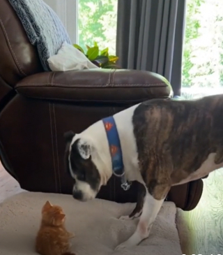 Illustration de l'article : À l’aise dans sa nouvelle maison, cet ancien chaton errant en profite pour voler le lit de son frère canin (vidéo)