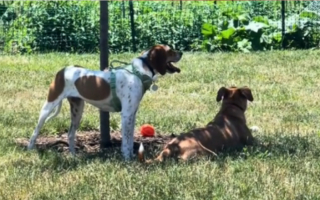 Illustration de l'article : Par le plus grand des hasards, un chien adopté découvre que son ami du refuge vit chez les voisins et le retrouve avec joie (vidéo)