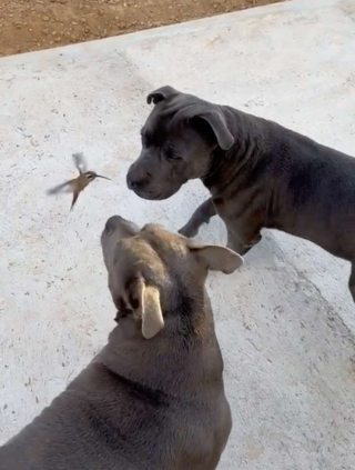 Illustration de l'article : Un colibri rencontre 2 chiens adorables et décide de devenir leur meilleur ami (vidéo)