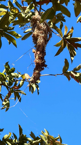 Illustration de l'article : Un colibri rencontre 2 chiens adorables et décide de devenir leur meilleur ami (vidéo)