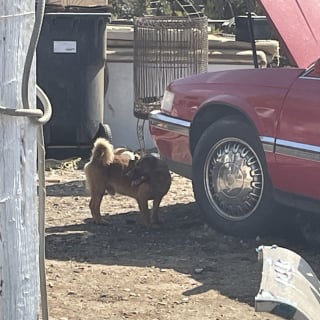 Illustration de l'article : Les autorités sauvent près de 50 chiens livrés à eux-mêmes après le décès de leur propriétaire et leur offrent l’espoir d’un nouveau départ