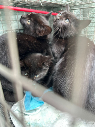 Illustration de l'article : Le personnel d’une usine de confiserie aide des sauveteurs à mettre en sécurité une famille de chats et à lui offrir une nouvelle vie