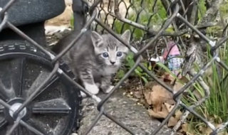 Illustration de l'article : Le coup de cœur d’un chaton errant pour un Malinois le conduit à trouver sa famille pour la vie (vidéo)