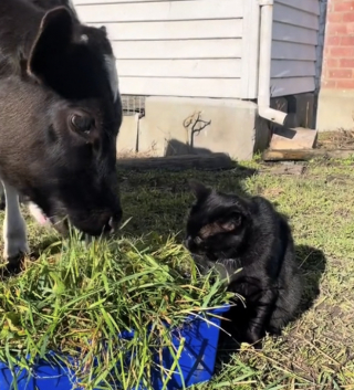 Illustration de l'article : Un chat essaie de rejoindre un troupeau de vaches et semble apprécier cette compagnie inhabituelle (vidéo)