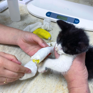 Illustration de l'article : Trouvé à l'âge de 5 semaines, ce chaton boiteux compte sur l'aide de ses sauveurs pour courir, s'amuser et profiter de la vie