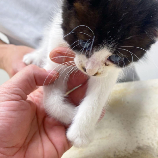 Illustration de l'article : Trouvé à l'âge de 5 semaines, ce chaton boiteux compte sur l'aide de ses sauveurs pour courir, s'amuser et profiter de la vie