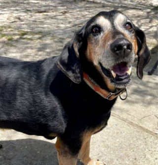 Illustration de l'article : Un chien âgé passe 1700 jours au refuge en rêvant d'obtenir sa chance et de goûter au bonheur de la vie de famille