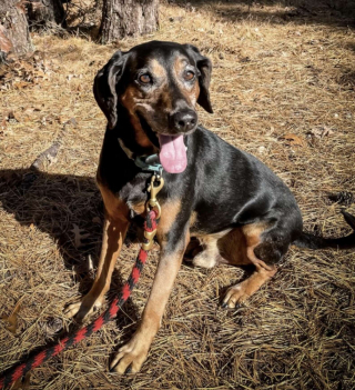 Illustration de l'article : Un chien âgé passe 1700 jours au refuge en rêvant d'obtenir sa chance et de goûter au bonheur de la vie de famille