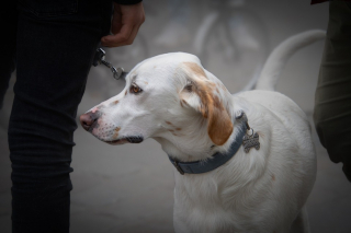 Illustration de l'article : L'appel à la vigilance d'une association face à une série de vols de chiens commis par de faux bénévoles à bord d'un camion