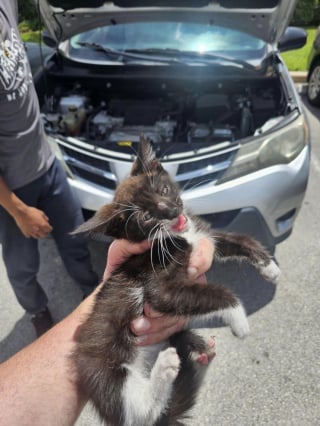 Illustration de l'article : La pause déjeuner d'un policier se transforme en sauvetage d'un chaton coincé dans le pare-chocs d'une voiture