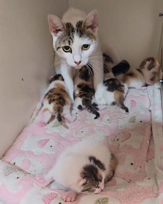 Illustration de l'article : Une chatte errante entre en douce dans une maison pour mettre bas et offre à ses chatons un avenir radieux