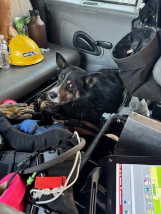 Illustration de l'article : Des pompiers luttent contre un gigantesque feu de forêt et sauvent un chien courant seul sur la route pour échapper aux flammes