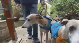 Illustration de l'article : Le propriétaire d'un chien retrouvé remercie publiquement l'homme sans-abri qui a pris soin de son animal pendant sa fugue