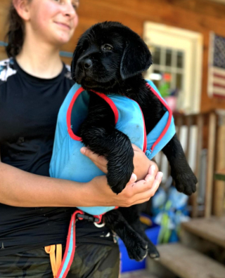 Illustration de l'article : Une petite chienne Labrador pleine de courage découvre les joies de la baignade pour la première fois (vidéo)