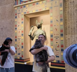 Illustration de l'article : Les chats sont les bienvenus dans ce musée qui organise une exposition sur l’Égypte ancienne mettant les félins à l’honneur (vidéo)