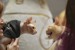 Illustration de l'article : Les chats sont les bienvenus dans ce musée qui organise une exposition sur l’Égypte ancienne mettant les félins à l’honneur (vidéo)