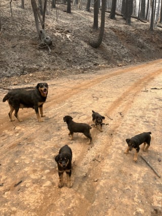 Illustration de l'article : Une famille de Rottweilers perdue sur la route et menacée par un feu de forêt est secourue par un policier en hélicoptère