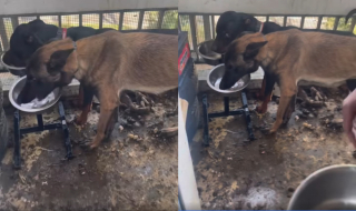 Illustration de l'article : 2 chiens se jettent sur les gamelles d'eau servies par leurs sauveurs après leur découverte négligés sur un balcon insalubre