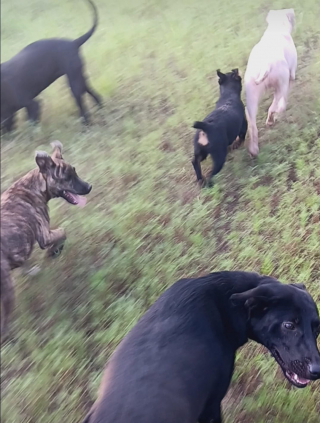 Illustration de l'article : Vivant dans un refuge depuis son plus jeune âge, une chienne craintive savoure le bonheur d’une vraie promenade pour la première fois (vidéo)