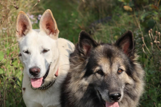 Illustration de l'article : Un chien sénior égaré depuis 2 jours retrouvé grâce à l'instinct héroïque de ami canin