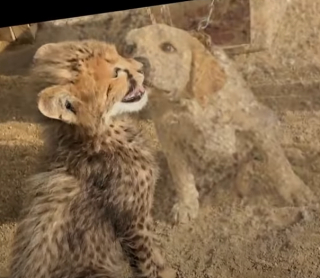 Illustration de l'article : Ce chiot calme l’anxiété d’un jeune guépard vivant dans un zoo (vidéo) 