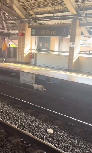 Illustration de l'article : Un chien errant secouru et adopté après une course effrayante sur les rails près d'un train en marche