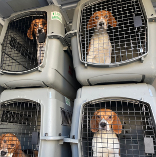 Illustration de l'article : L'élevage canin gigantesque où 4000 Beagles destinés aux laboratoires ont été saisis plaide coupable et paiera une amende record