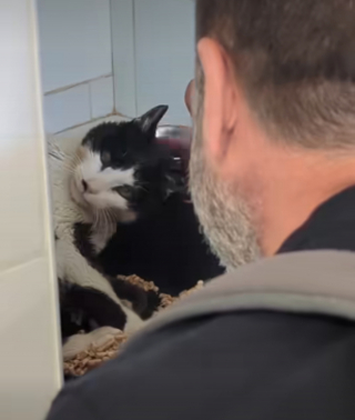Illustration de l'article : 12 ans après sa disparition, un chat fait son arrivée au refuge et retrouve son maître (vidéo)