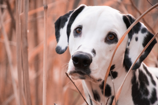 Illustration de l'article : 15 chiens aux adorables frimousses, malgré leurs bêtises et leurs pitreries